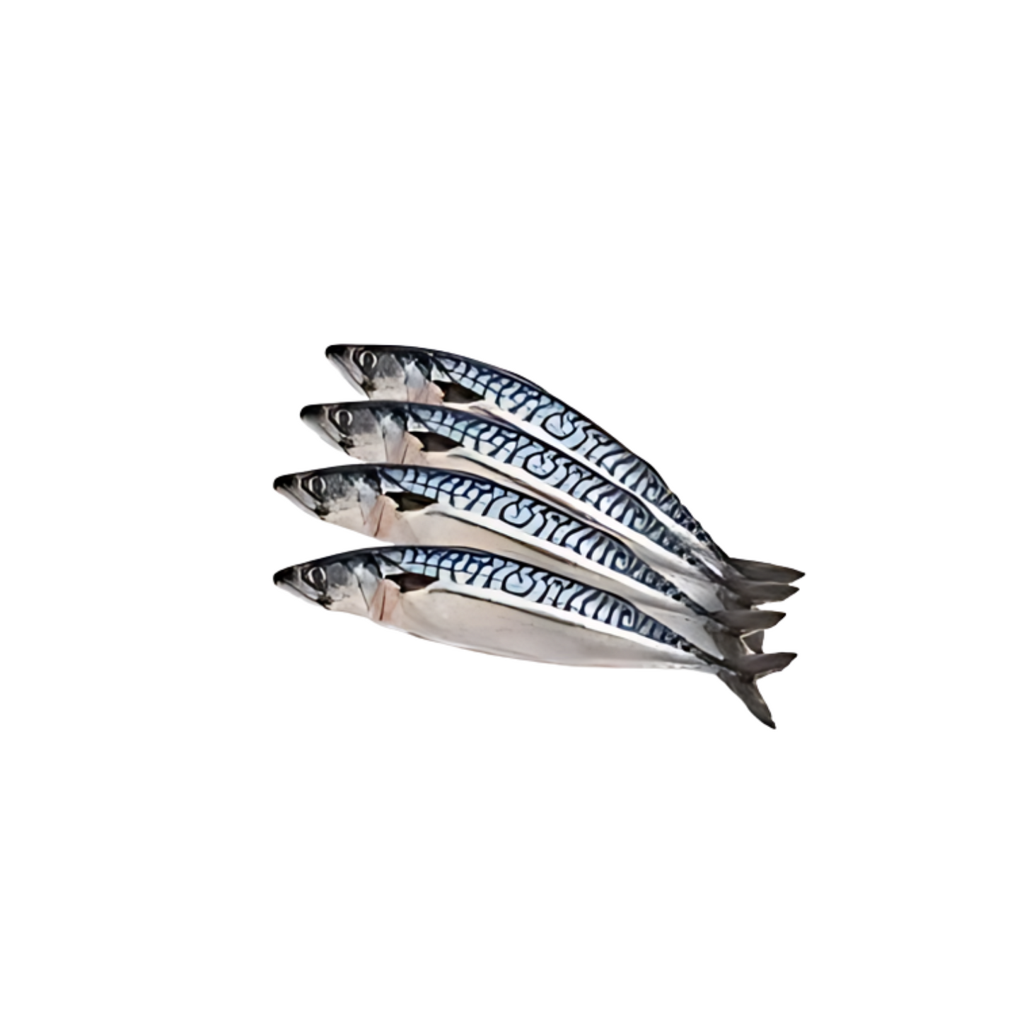 Frozen Mackerel Fish