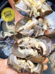 Tasty Food Jumbo Snail 1lbs