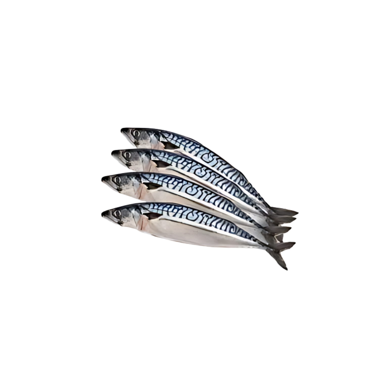 Frozen Mackerel Fish